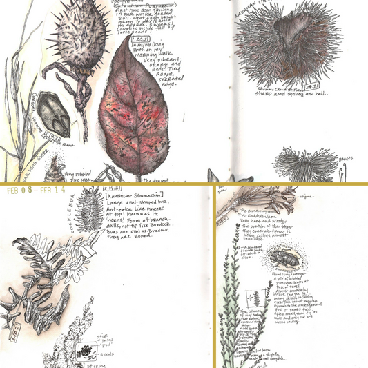 Logging my Observations - Perpetual Journal