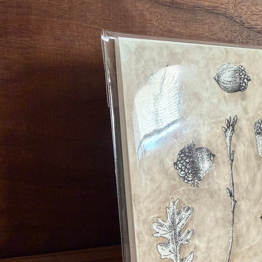 Acorn Study | Signed 5x5 Print