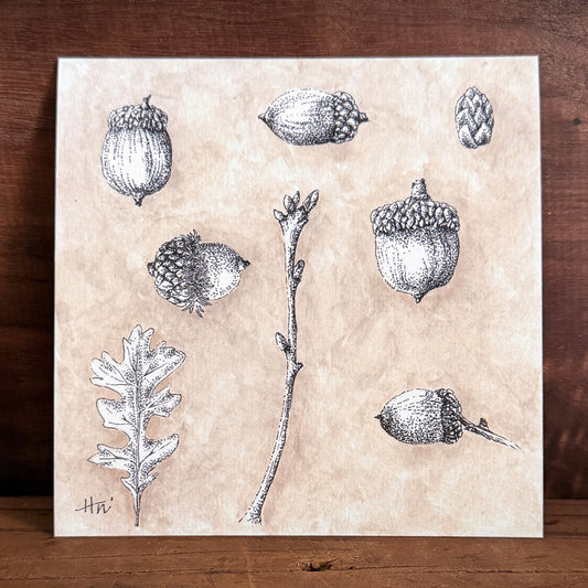Acorn Study | Signed 5x5 Print