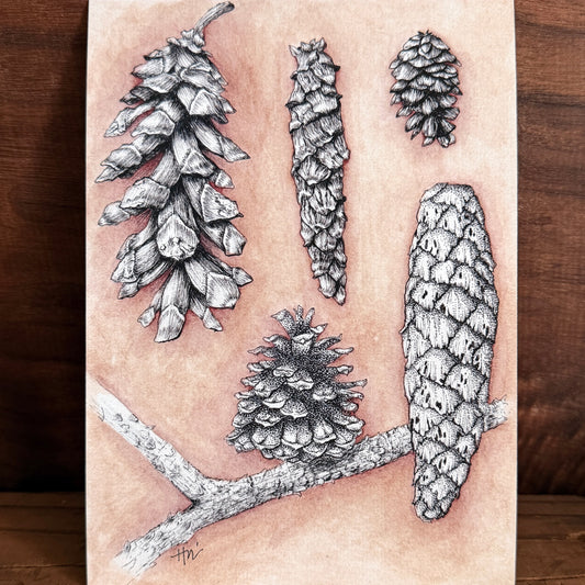 Pinecone Study | Signed 5x7 Print