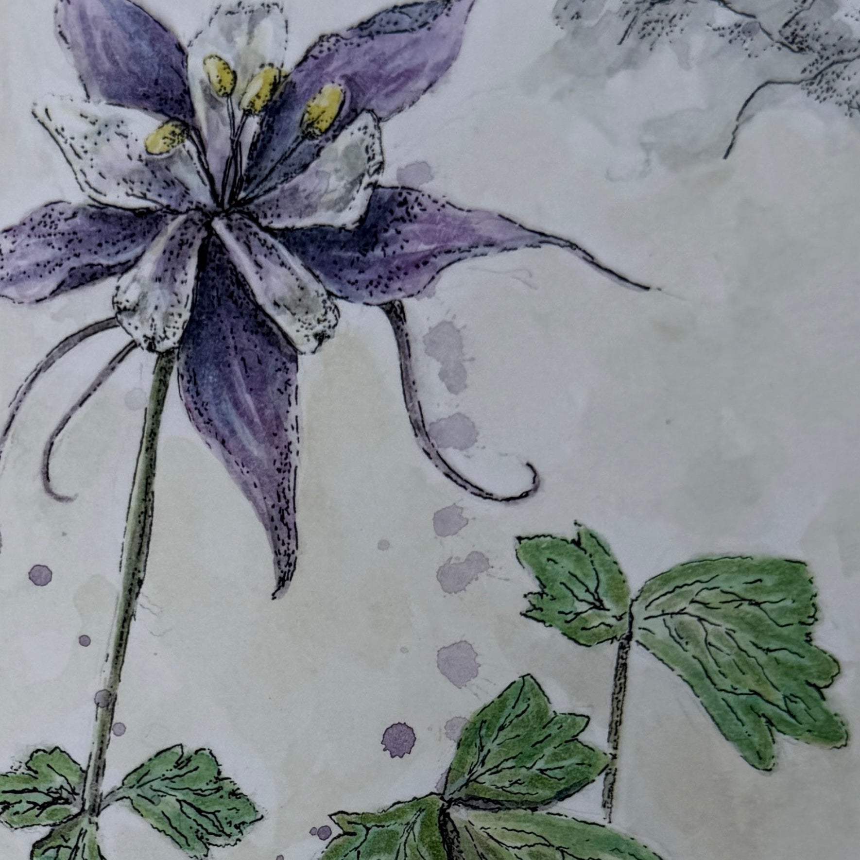 Botanical watercolor painting of a purple columbine flower with green leaves and seed heads on a textured beige background.