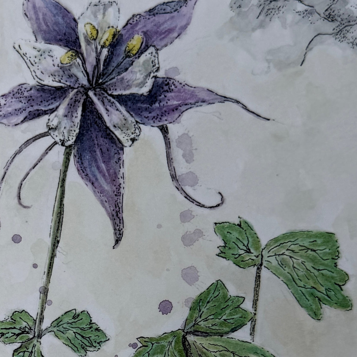 Botanical watercolor painting of a purple columbine flower with green leaves and seed heads on a textured beige background.